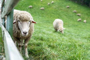 There are sheep on the ranch