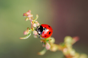 Spring Nature background. Green grass with ladybug. Beautiful nature background with morning fresh grass and ladybug.