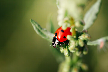 Spring Nature background. Green grass with ladybug. Beautiful nature background with morning fresh grass and ladybug.