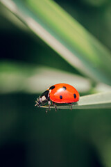 Spring Nature background. Green grass with ladybug. Beautiful nature background with morning fresh grass and ladybug.