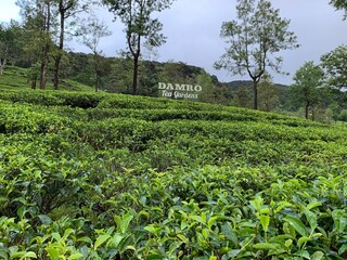 Fototapeta na wymiar Teeplantage auf Sri Lanka