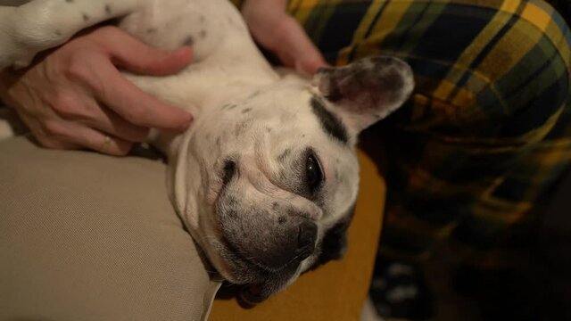 Young man gives massage to his dog, a French bulldog. Peace and tranquility. 