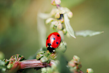 Spring Nature background. Green grass with ladybug. Beautiful nature background with morning fresh grass and ladybug.