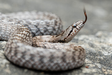 Southern smooth snake (Coronella girondica)