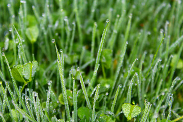 dew on grass