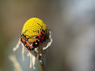 Selective focus close up of two black-and-red bugs on a chamomille flowers