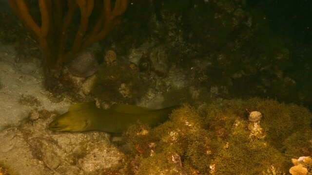 Night shot: Green Moray Eel  in coral reef of Caribbean Sea, Curacao