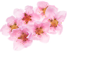 Obraz na płótnie Canvas sakura flower isolated