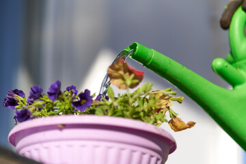 Gardeners hands planting flowers in pot with dirt or soil in container on terrace balcony garden. Gardening concept