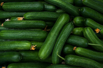 Fresh picked cucumbers, packaged for transport. Farming industry 