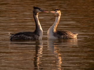 Great crested grebe in Apex Park