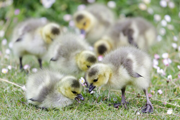 Canada geese goslings eating grass. Stow Lake, San Francisco, California, USA.