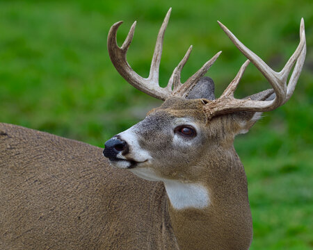 An adult buck White-tailed Deer looks around its immediate environment - Canada