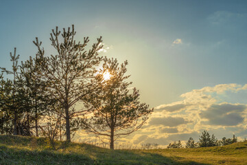 Fototapeta na wymiar Sonnenuntergang hinter Bäumen