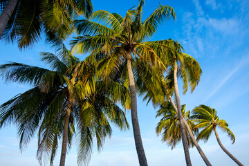 Fototapeta na wymiar Coconut trees in the blue sky in Maldives