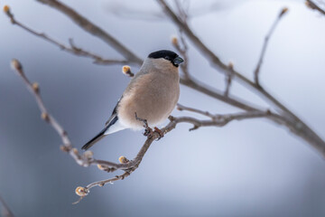 The Eurasian bullfinch, common bullfinch or bullfinch (Pyrrhula pyrrhula)