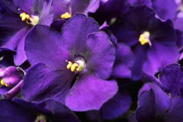 Obraz premium Beautiful violet flowers as background, closeup. Plant for house decor