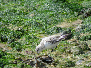 sanderling a small plump energetic wading bird