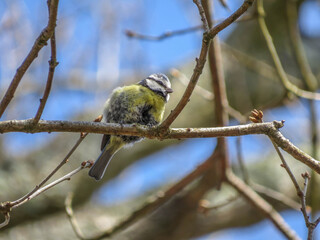 beautiful blue tit perched on a branch in spring sunshine