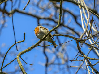 beautiful robin perched on a branch on a bright spring day