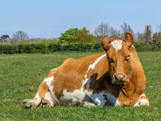 brown and white cow looking very cross