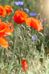 Field with red poppies, cornflower flowers. Close-up on flaming red poppies and bright blue cornflowers outdoors on a field in end of May, end of Spring, toned image. Selective focus.