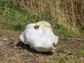 swan sleeping by the reeds on the river bank