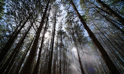 View up or bottom view of pine trees in forest in sunshine. Royalty high-quality free stock photo image scenic view of big and tall pine tree with sun light in the forest when looking up blue sky