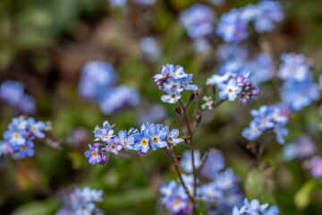 pretty forget me nots in the spring sunshine