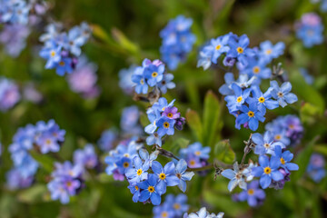 Forget me nots also known as Myosotis