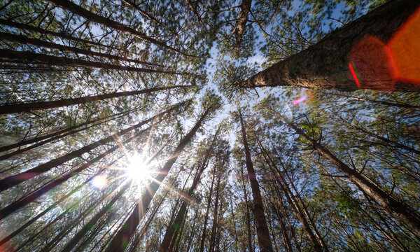 View up or bottom view of pine trees in forest in sunshine. Royalty high-quality free stock photo image looking up in pine forest tree to canopy. Lush green foliage, trees, sunlight upper view