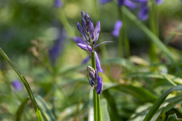 beautiful bright bluebells in the spring sunshine