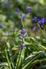 beautiful bluebells in the sunshine at springtime
