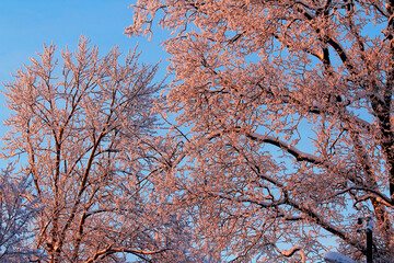 Trees covered with snow in the rays of the winter sun in the evening