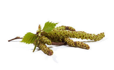 Spring birch buds with young  leaves isolated on a white background.
