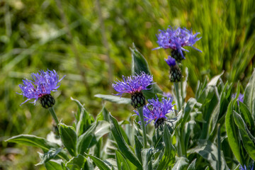 Centaurea cyanus, commonly known as cornflower or bachelor's button