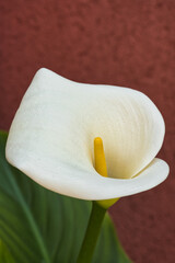 Zantedeschia aethiopica - Calla white flower