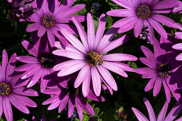 Bee on a Osteospernum ecklonis purple flower