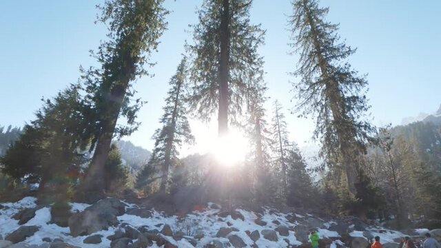View of the Pine trees at Van Vihar National Park in Manali, Himachal Pradesh, India. Forest background.