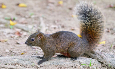 Side view of a ground squirrel sitting on a mound