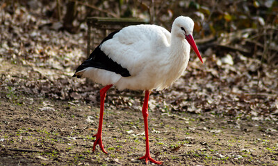 white stork ciconia wading through flooding looking for food