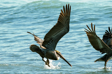 pelican in flight