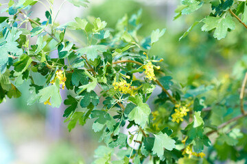 Ribes aureum, small yellow inflorescences, strewn with thin branches of the bush. Blurred background