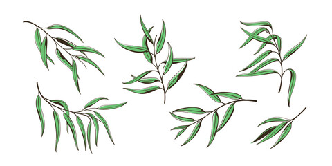 Fototapeta premium Set of eucalyptus branch. Flat contour vector illustration.