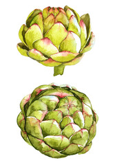 Obraz premium Hand drawn watercolor illustration of artichokes isolated on white background