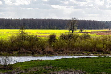 Wiosna w Dolinie Górnej Narwi, Podlasie, Polska