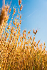 Wheat fields. Ears of golden wheat close up. Beautiful Nature Landscape. Rural landscapes in shining sunlight. Background of the ripening of the ears of a wheat field. Rich harvest concept. 