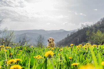 Un perro en mitad de un campo de flores