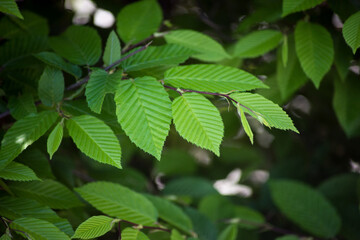 closeup of hornbeam leaves in hedge at spring