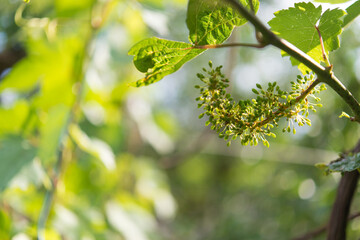 Obraz premium Vine branches with leaves and small green grapes at the initial stage of ripening. Plant in nature.